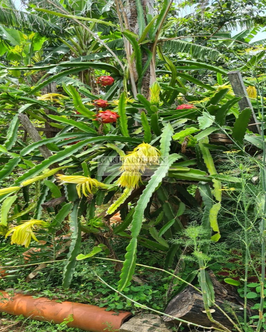 Chacara rural em amparo - sp, parque flamboyant