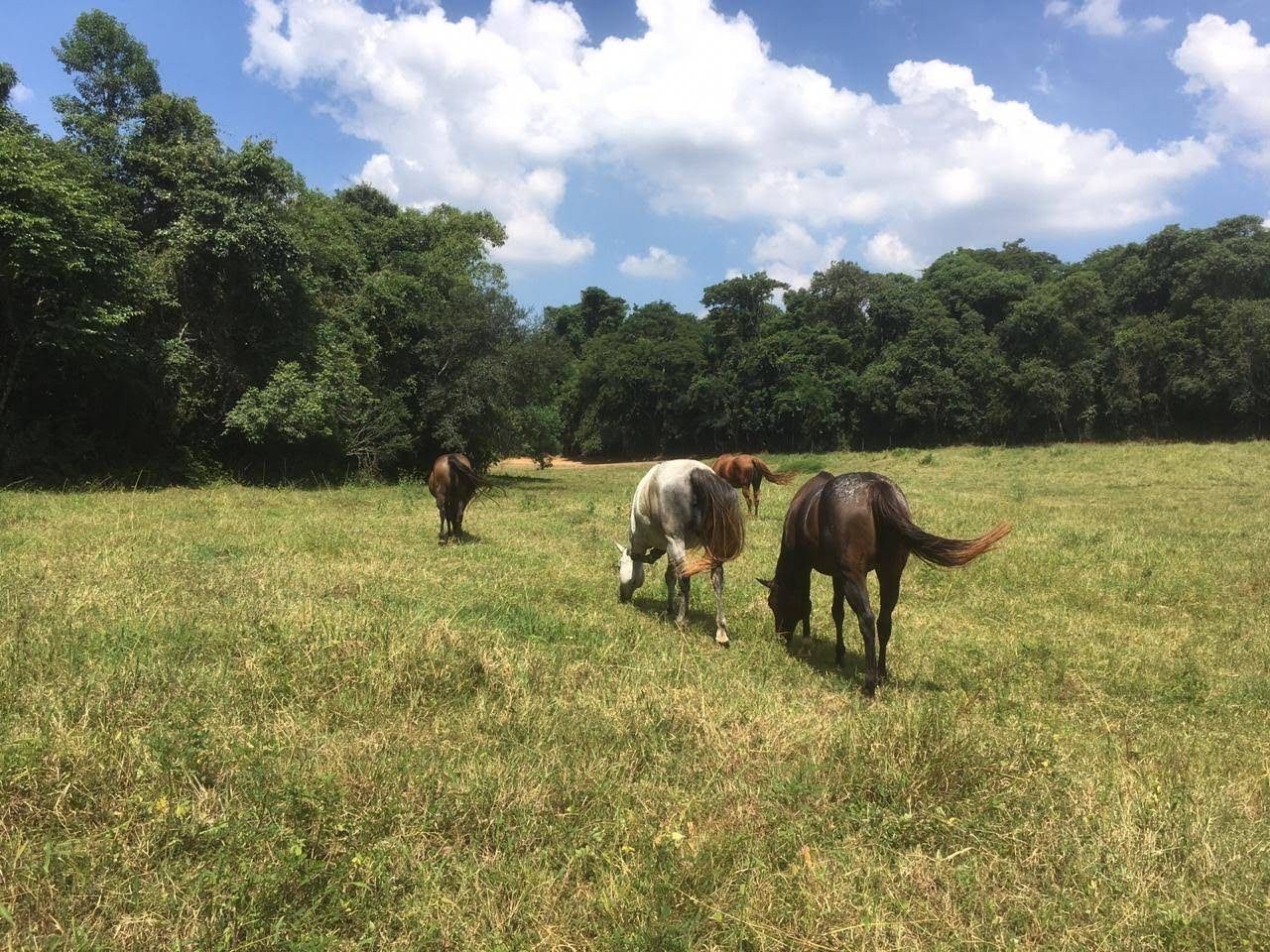 Fazenda, 7 hectares - Foto 42
