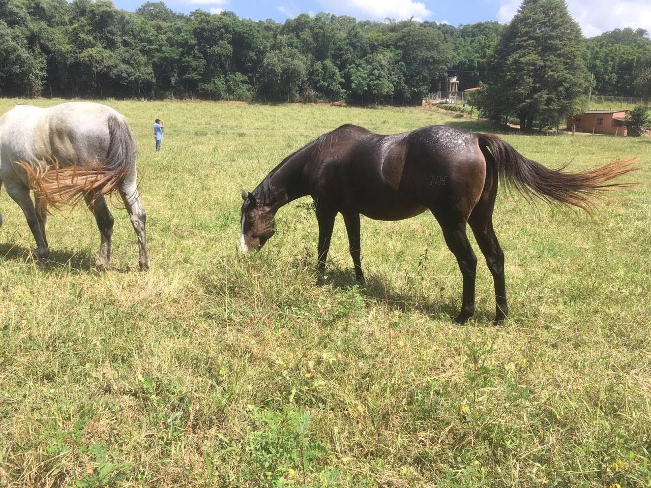 Fazenda, 7 hectares - Foto 43