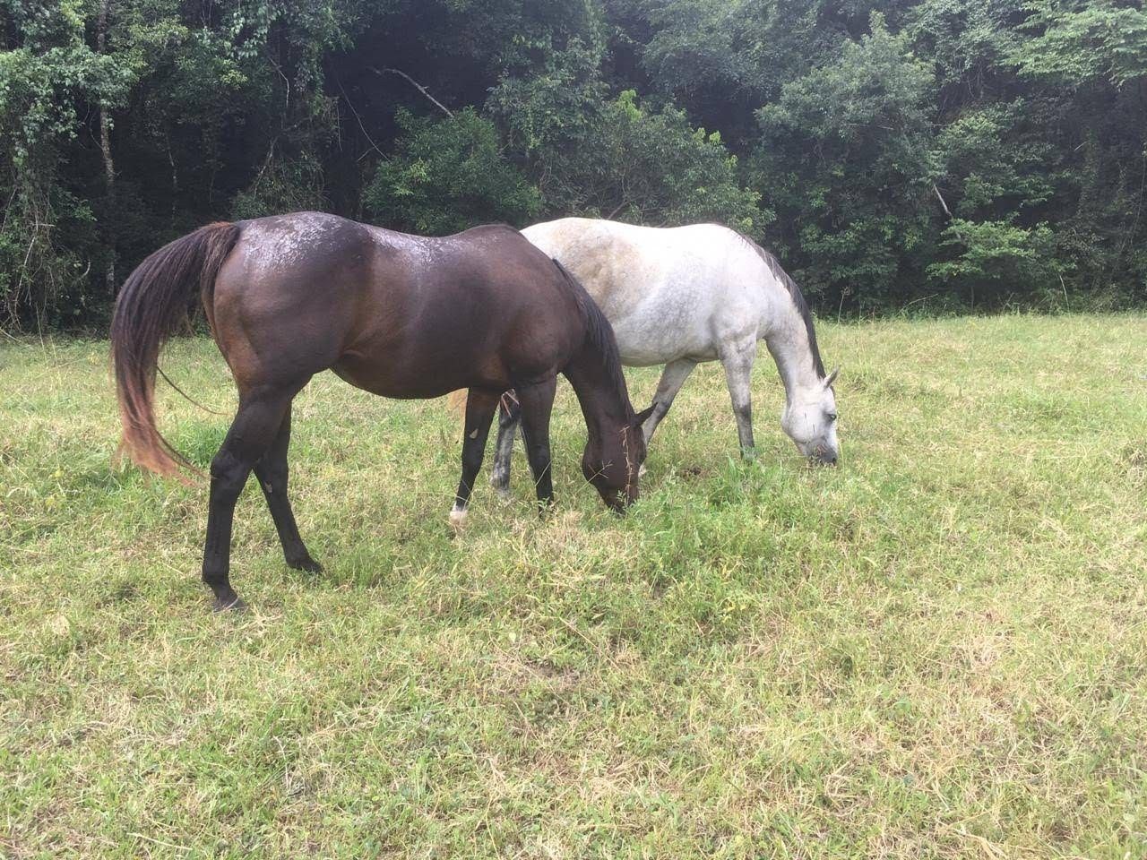 Fazenda, 7 hectares - Foto 40