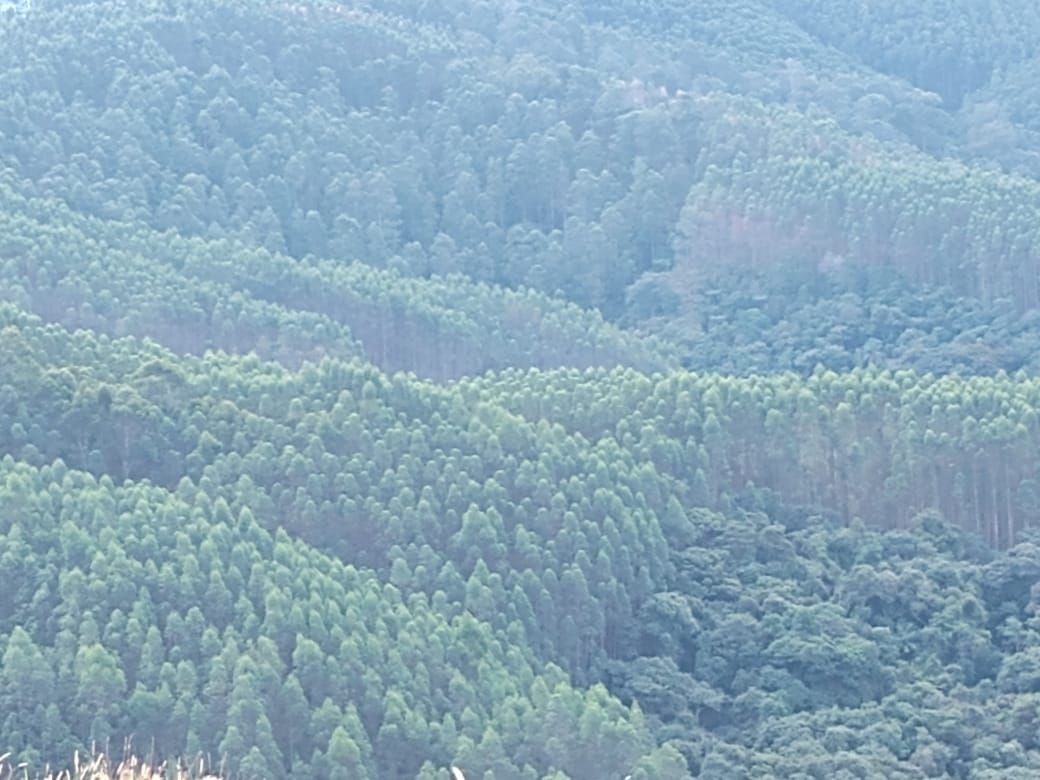 Fazenda, 122 hectares - Foto 11