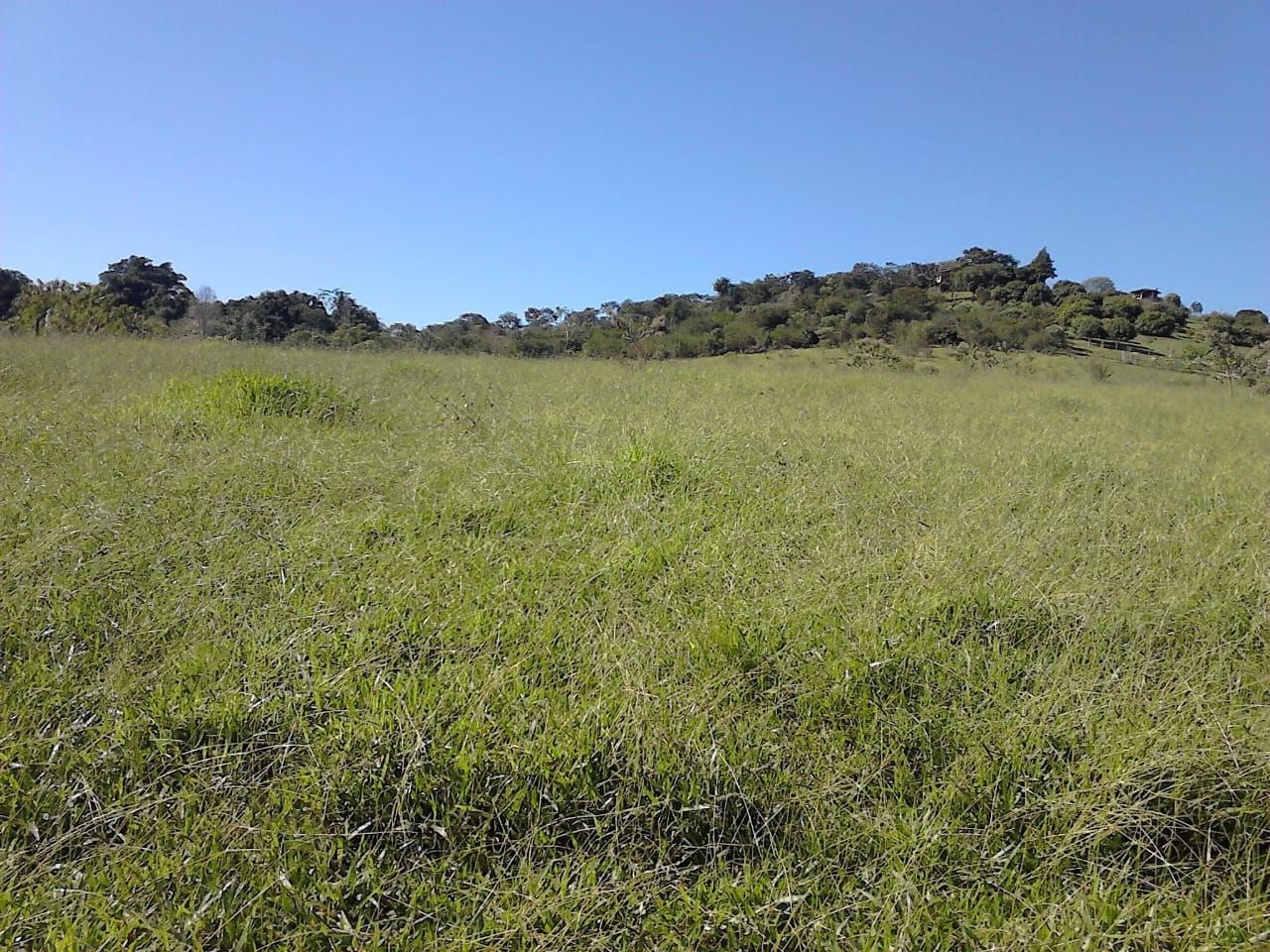 Terreno, 3 hectares - Foto 4