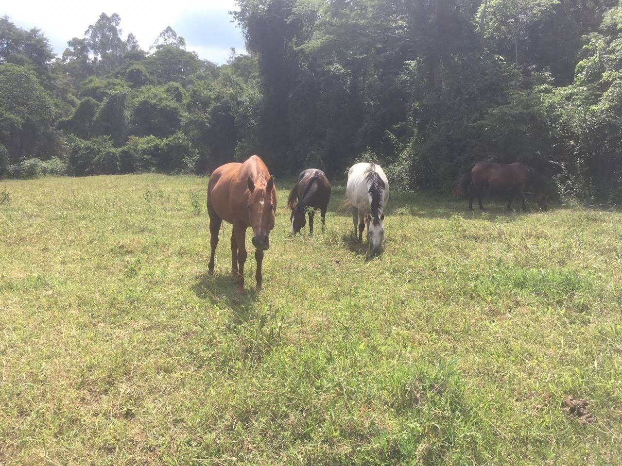 Fazenda, 7 hectares - Foto 45