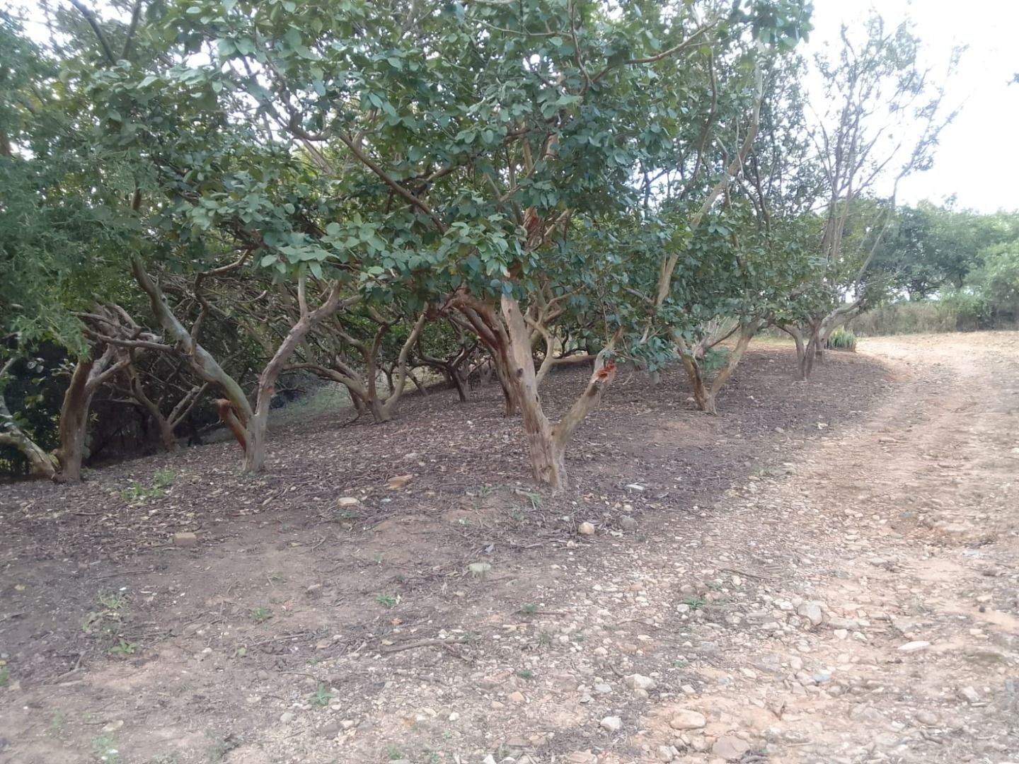 Sítio, 2 quartos, 3 hectares - Foto 6