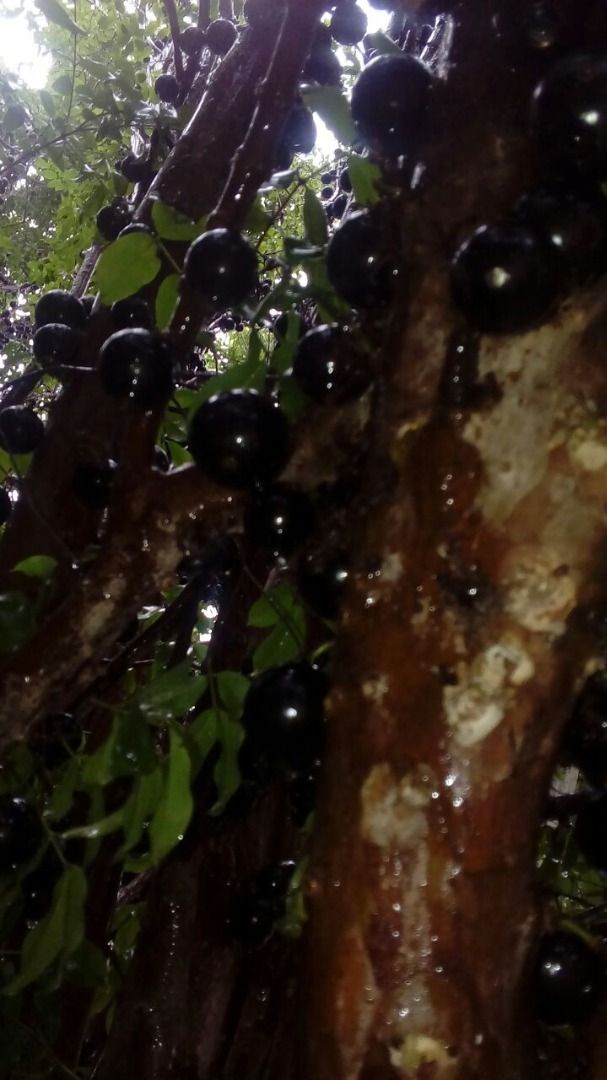 Fazenda, 28 hectares - Foto 87