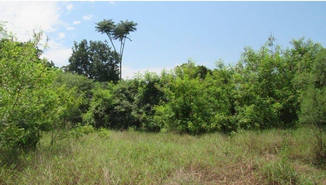 Terreno, 5000 m² - Foto 3