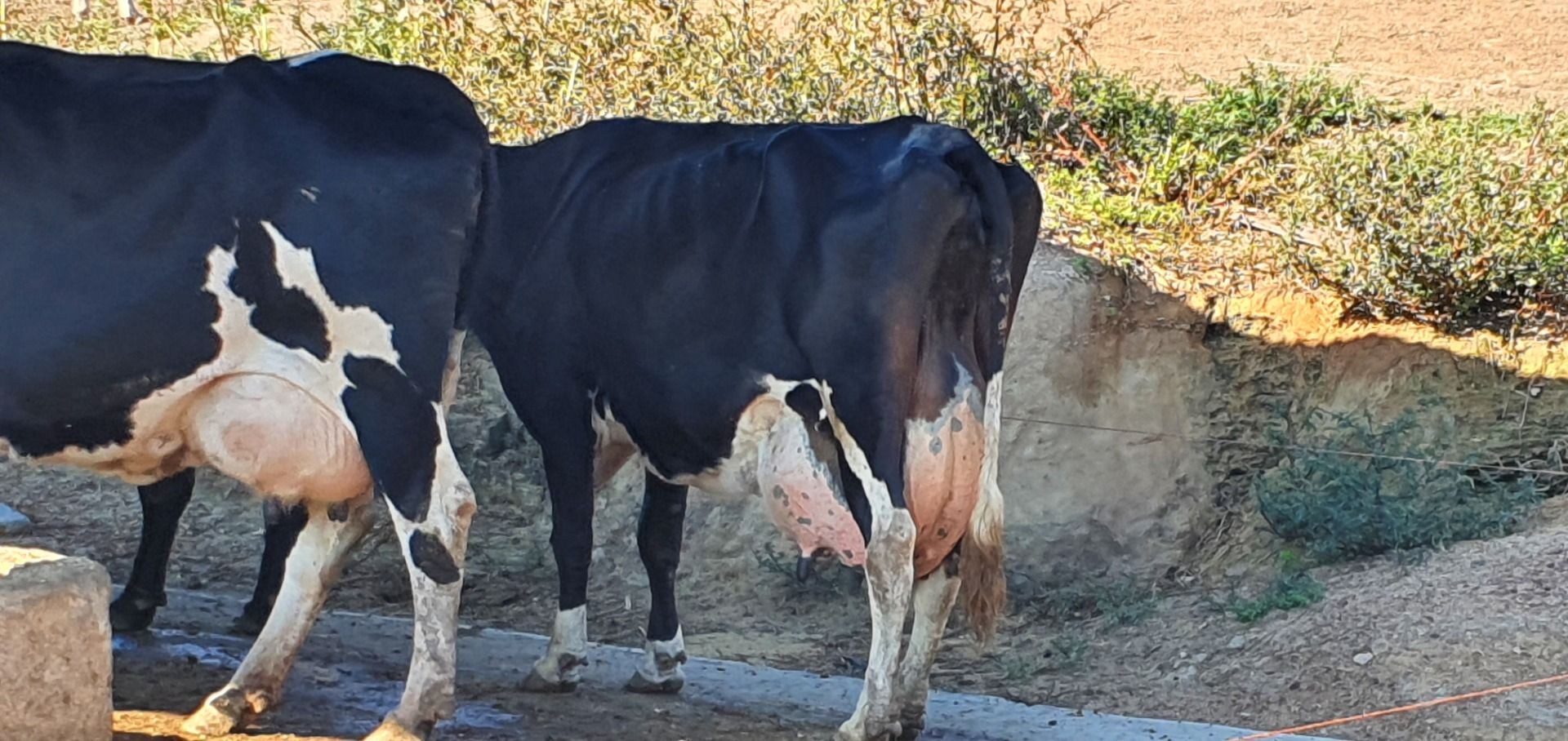 Fazenda, 28 hectares - Foto 72