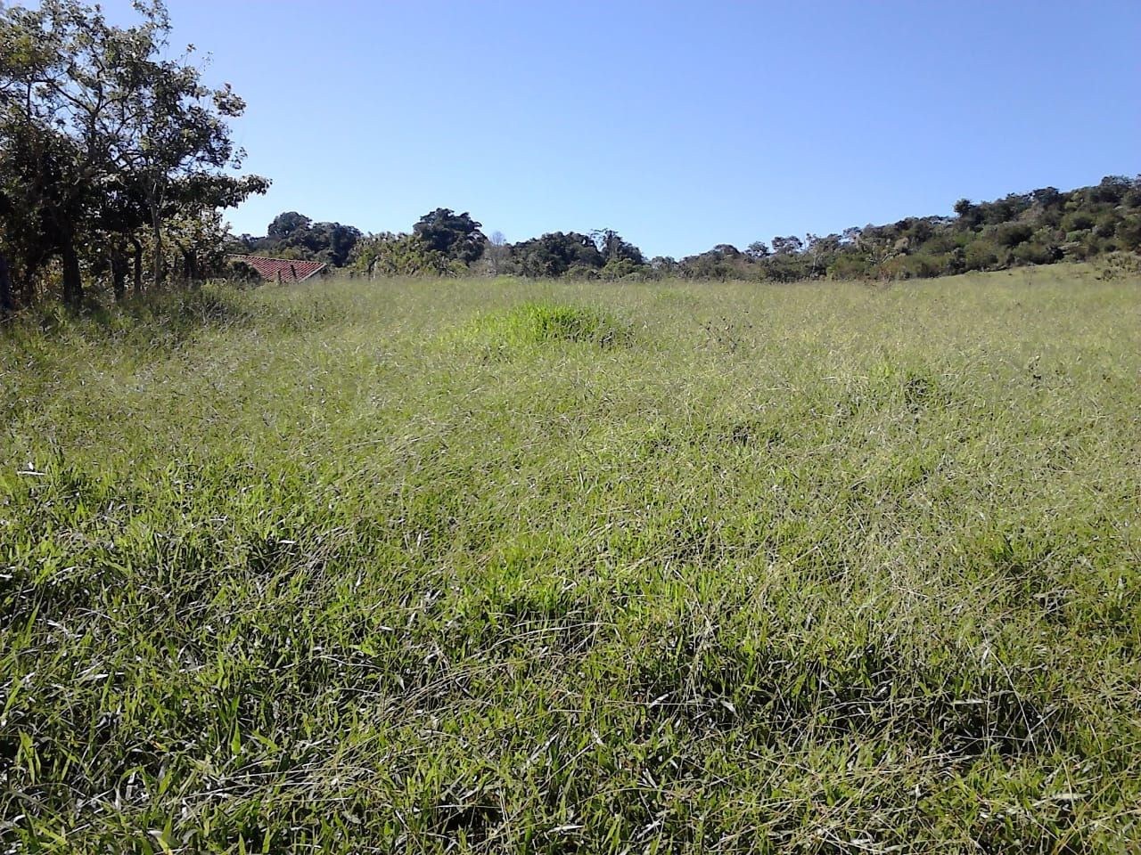 Terreno, 3 hectares - Foto 3