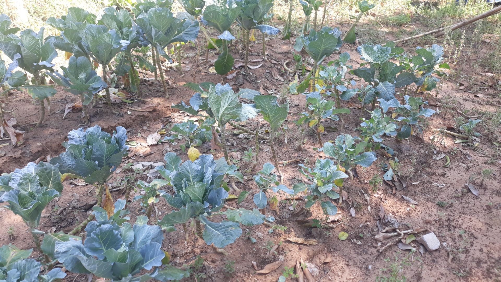 Loteamento e Condomínio, 1 hectares - Foto 61