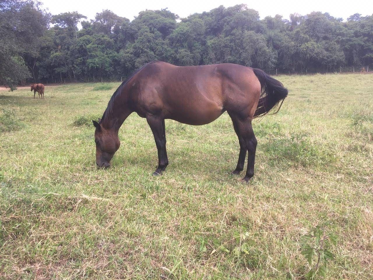 Fazenda, 7 hectares - Foto 41