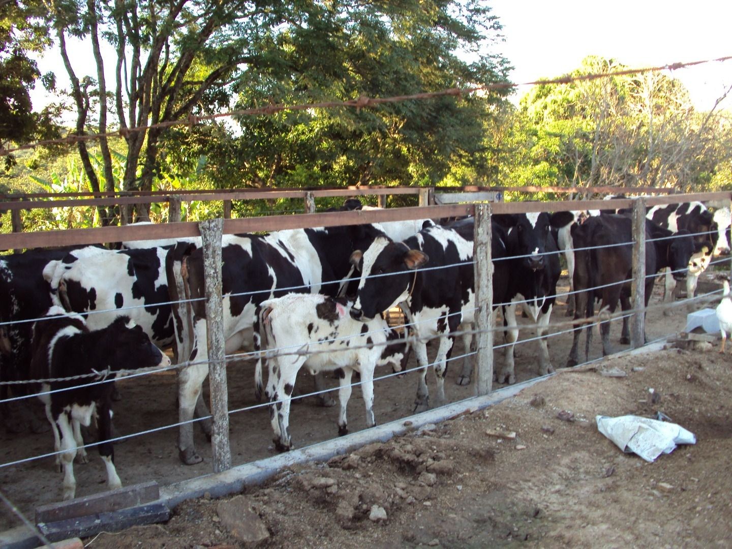 Fazenda, 28 hectares - Foto 65