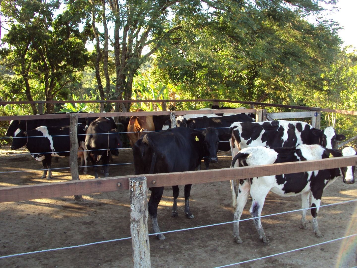 Fazenda, 28 hectares - Foto 69
