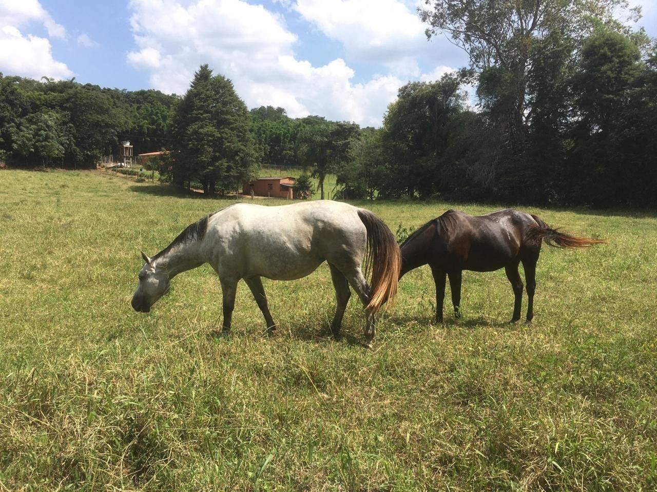Fazenda, 7 hectares - Foto 44