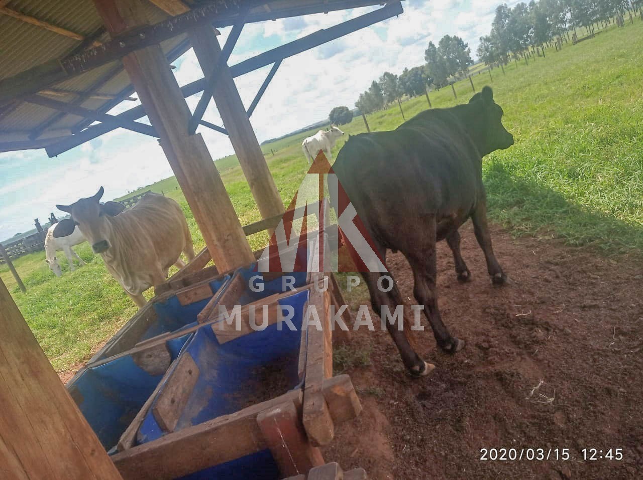 Fazenda-Sítio-Chácara, 250 m² - Foto 4