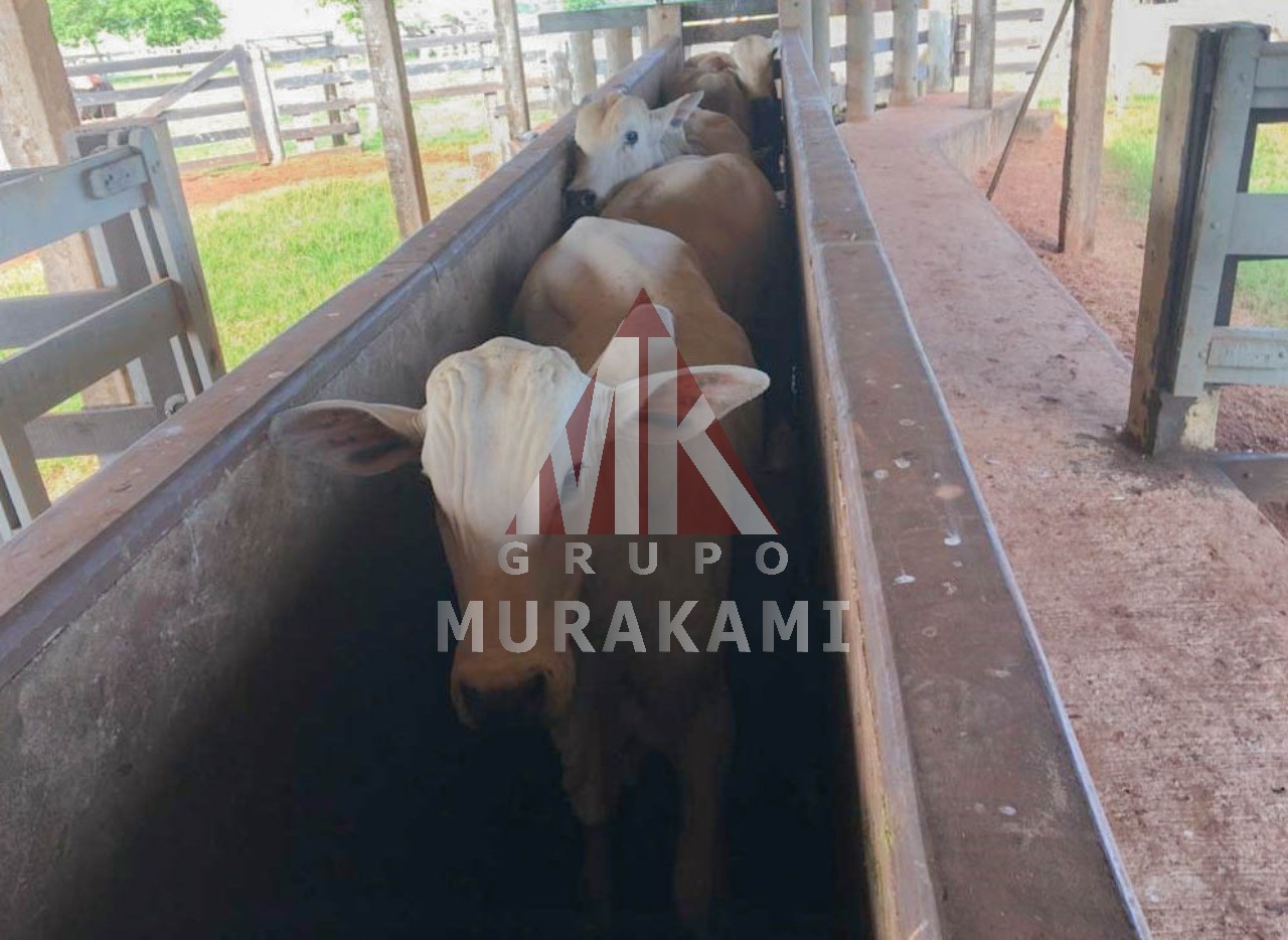 Fazenda-Sítio-Chácara, 250 m² - Foto 6