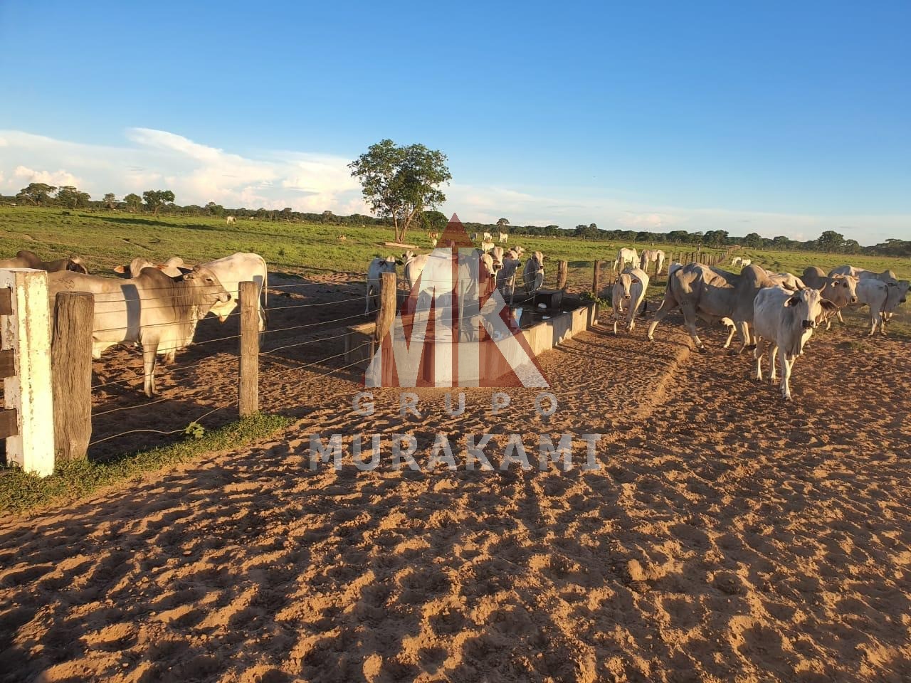 Terreno, 2 hectares - Foto 7