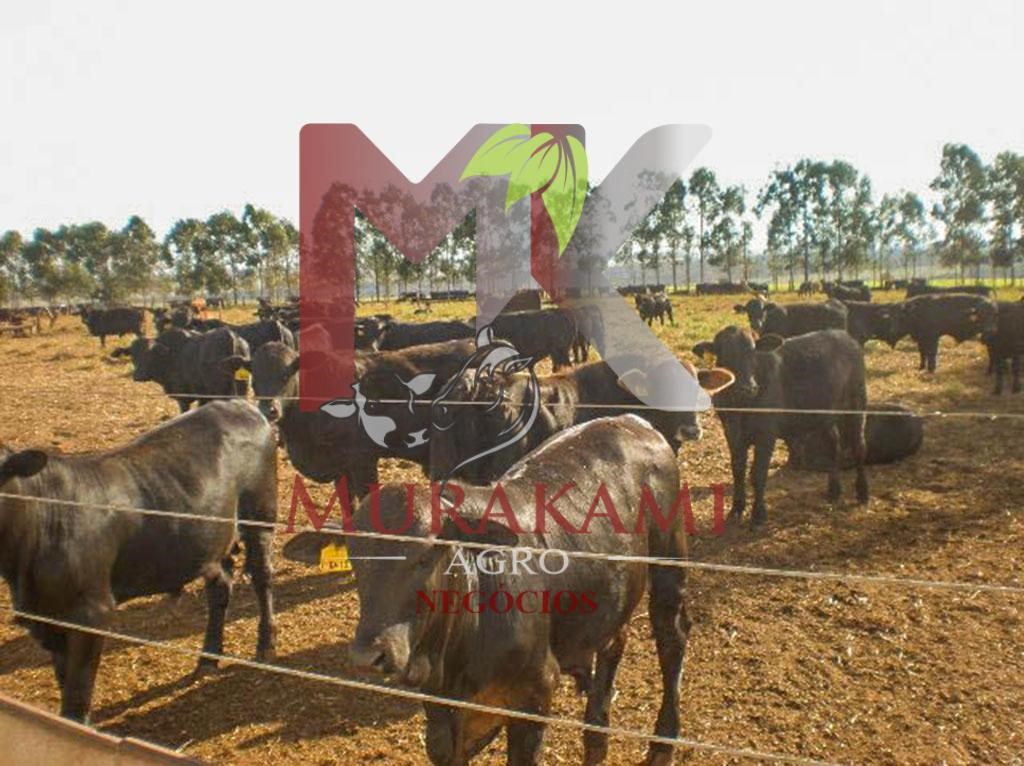 Fazenda à venda com 2 quartos - Foto 11
