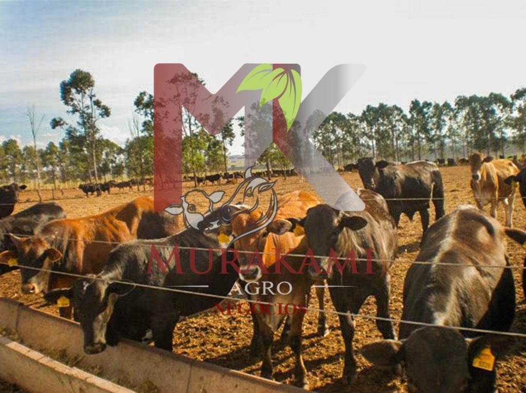Fazenda à venda com 2 quartos - Foto 5