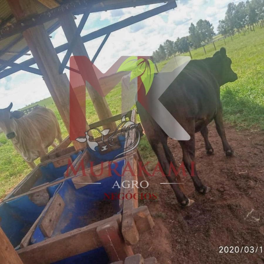 Fazenda à venda, 250m² - Foto 14