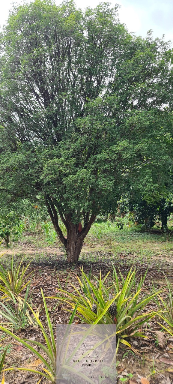 Chácara, 3 quartos - Foto 136