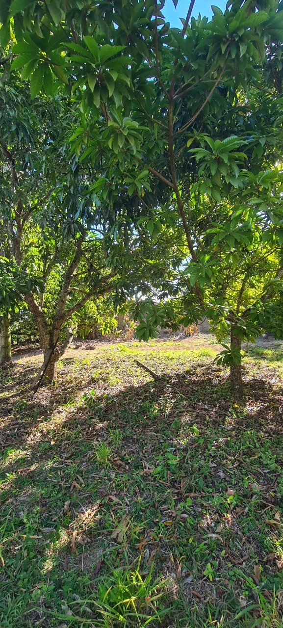 Chácara, 3 quartos - Foto 6