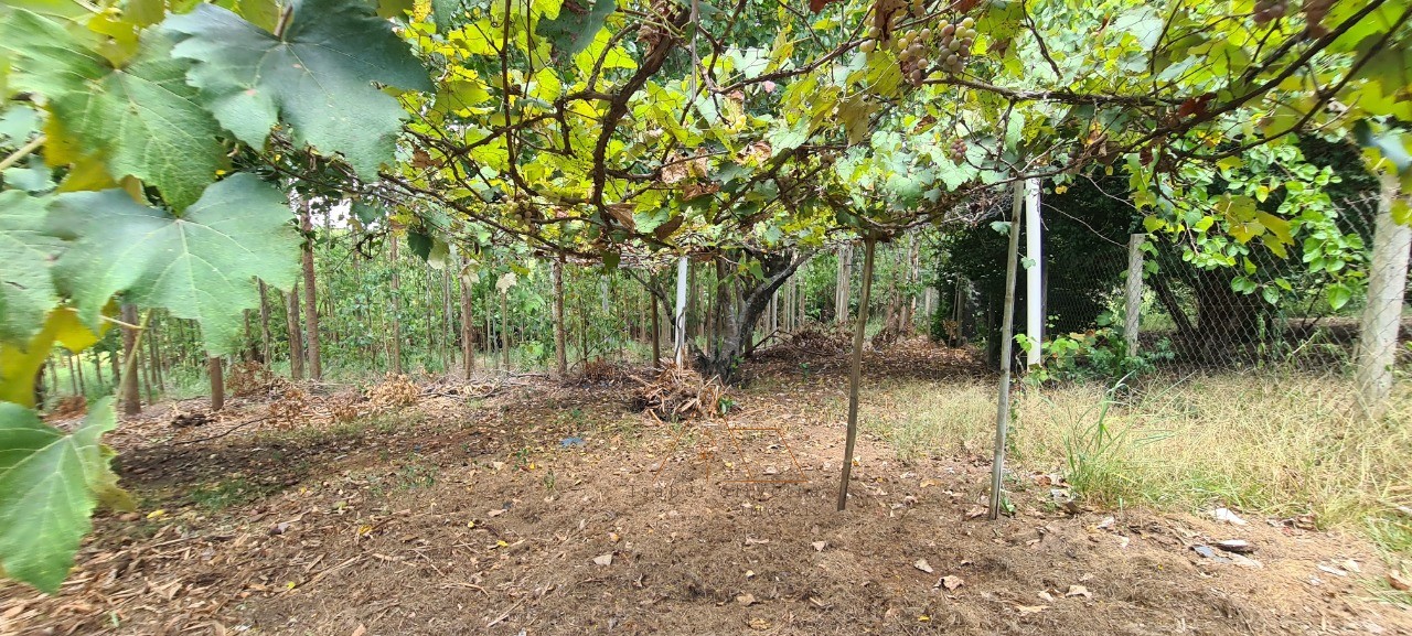 Chácara, 1 quarto - Foto 31