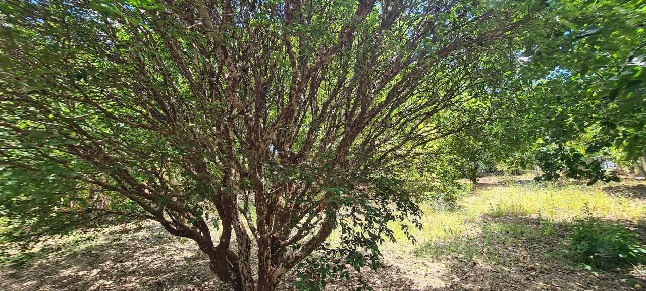 Chácara, 1 quarto - Foto 25