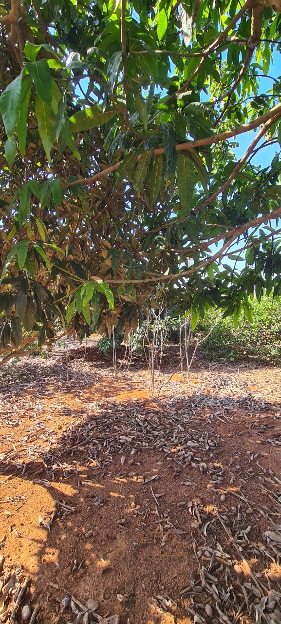 Chácara, 2 quartos - Foto 12