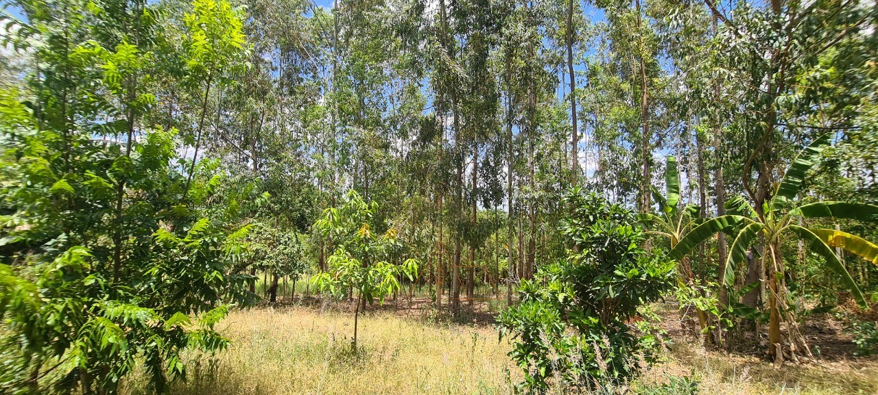 Chácara, 1 quarto - Foto 49