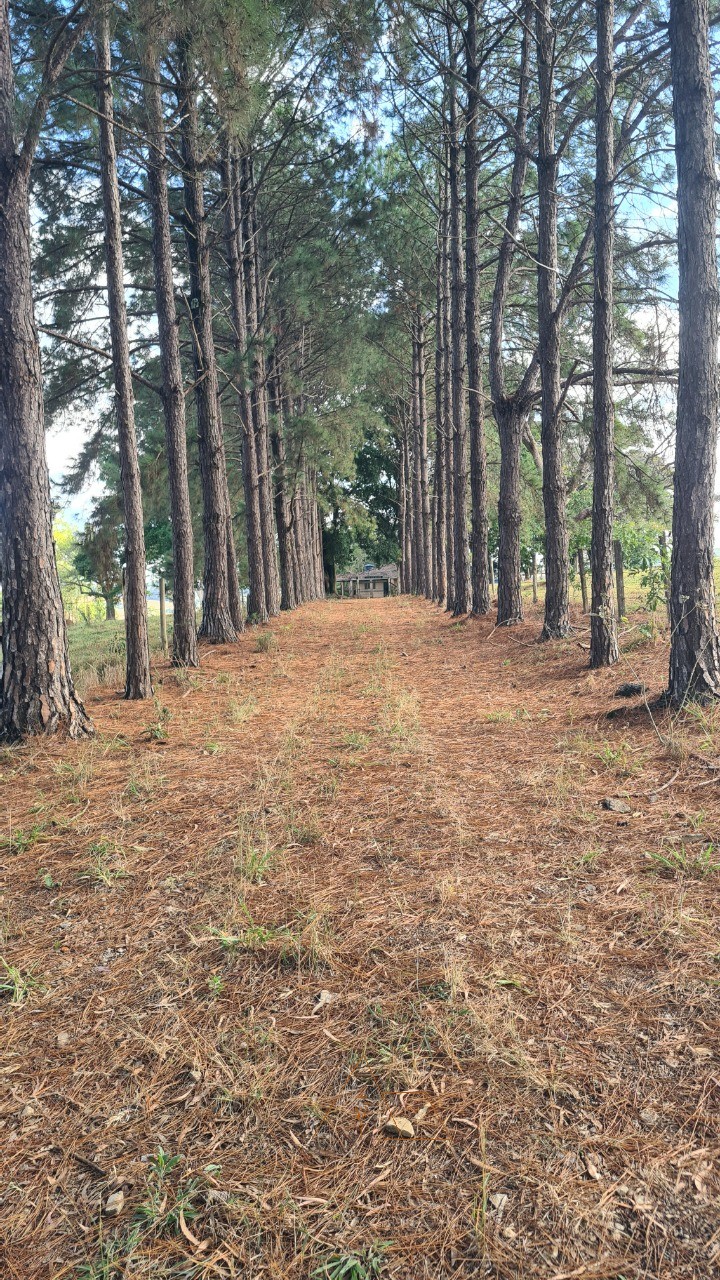 Sítio - Foto 25