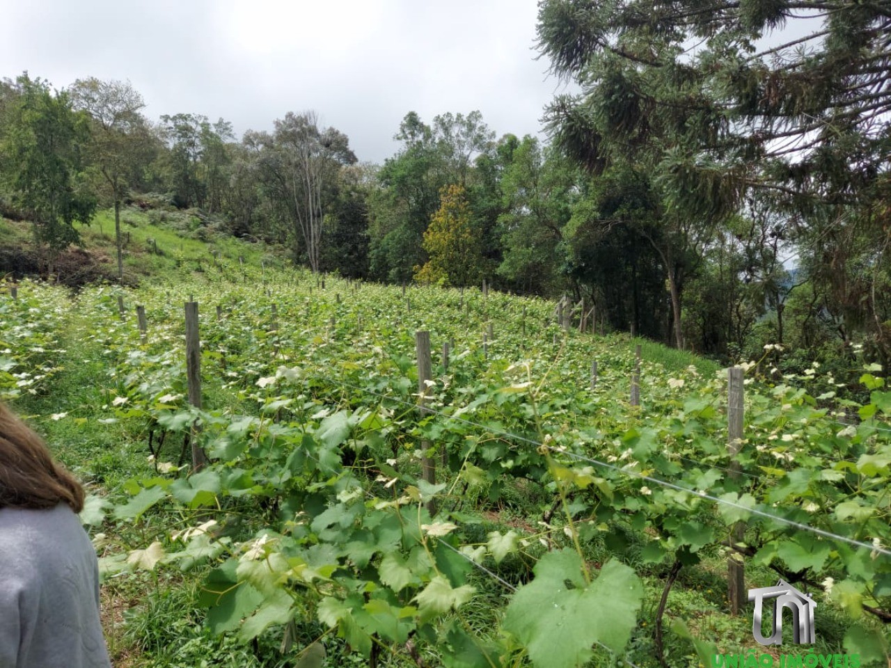 Fazenda - Foto 12