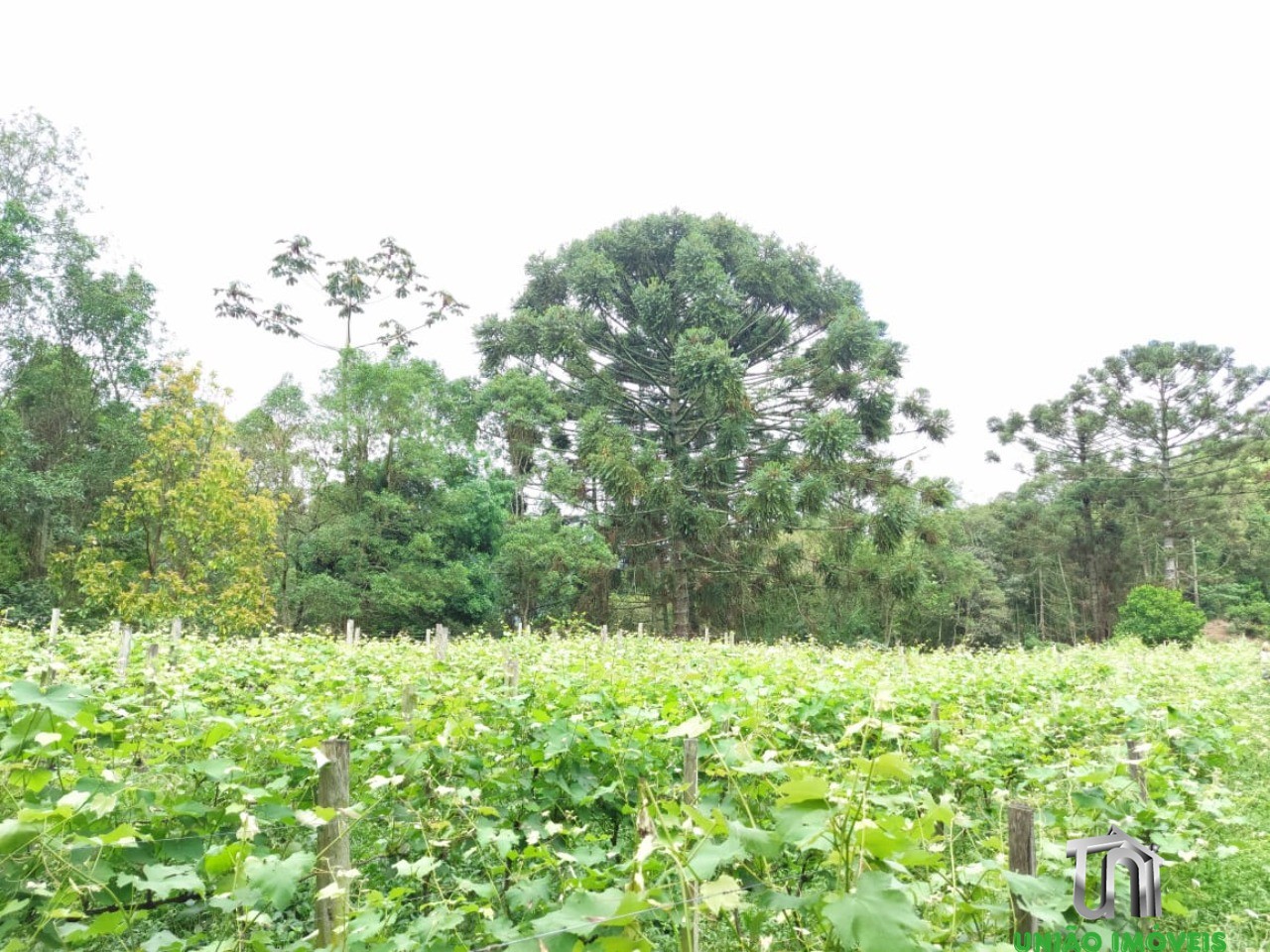 Fazenda - Foto 17