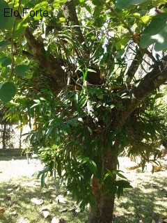 CHÁCARA em COLINAS DO MOSTEIRO DE ITAICI, INDAIATUBA - chácara para venda, colinas do mosteiro de itaici, indaiatuba - Foto 14
