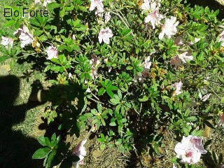 CHÁCARA em COLINAS DO MOSTEIRO DE ITAICI, INDAIATUBA - chácara para venda, colinas do mosteiro de itaici, indaiatuba - Foto 38