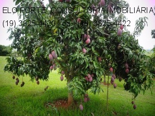 SÍTIO em DIVISA INDAIATUBA x MONTE MOR, INDAIATUBA - sitio a venda, indaiatuba - Foto 2
