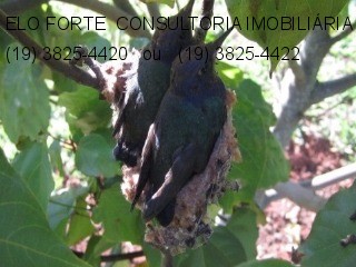 SÍTIO em DIVISA INDAIATUBA x MONTE MOR, INDAIATUBA - sitio a venda, indaiatuba - Foto 26