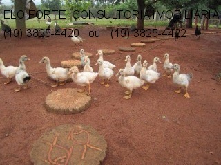 SÍTIO em DIVISA INDAIATUBA x MONTE MOR, INDAIATUBA - sitio a venda, indaiatuba - Foto 58