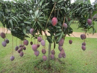 SÍTIO em DIVISA INDAIATUBA x MONTE MOR, INDAIATUBA - sitio a venda, indaiatuba - Foto 97