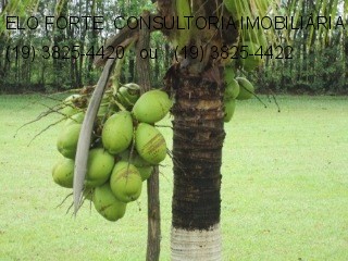 SÍTIO em DIVISA INDAIATUBA x MONTE MOR, INDAIATUBA - sitio a venda, indaiatuba - Foto 38