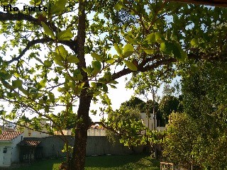CHÁCARA em Jardim Panorama, Indaiatuba - chácara para venda, jardim panorama, indaiatuba - Foto 55