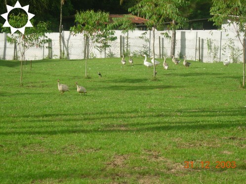 Sítio, 3 quartos, 450 m² - Foto 9