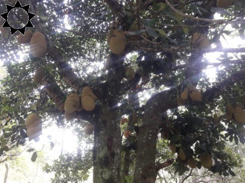 Fazenda, 2 hectares - Foto 31