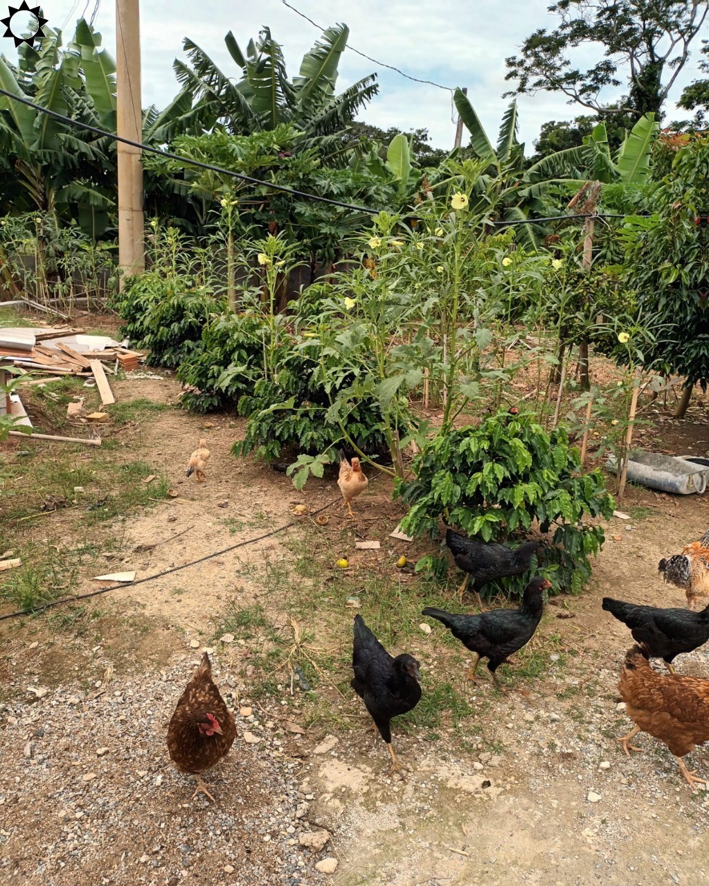 Sítio, 4 quartos, 1300 m² - Foto 8