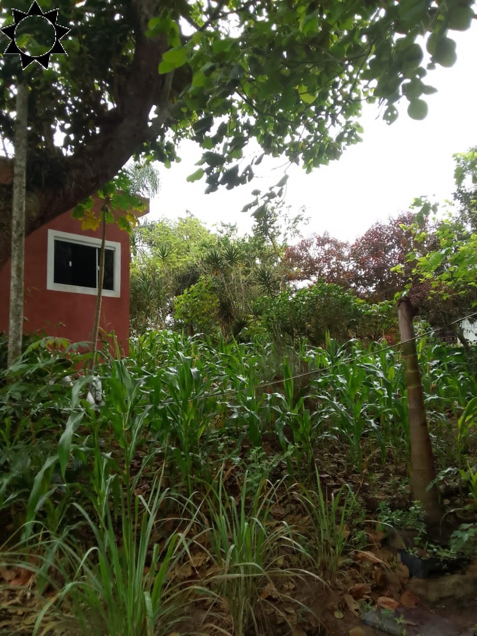 Sítio, 1 quarto, 2000 m² - Foto 7