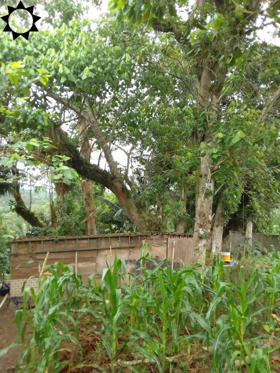 Sítio, 1 quarto, 2000 m² - Foto 12