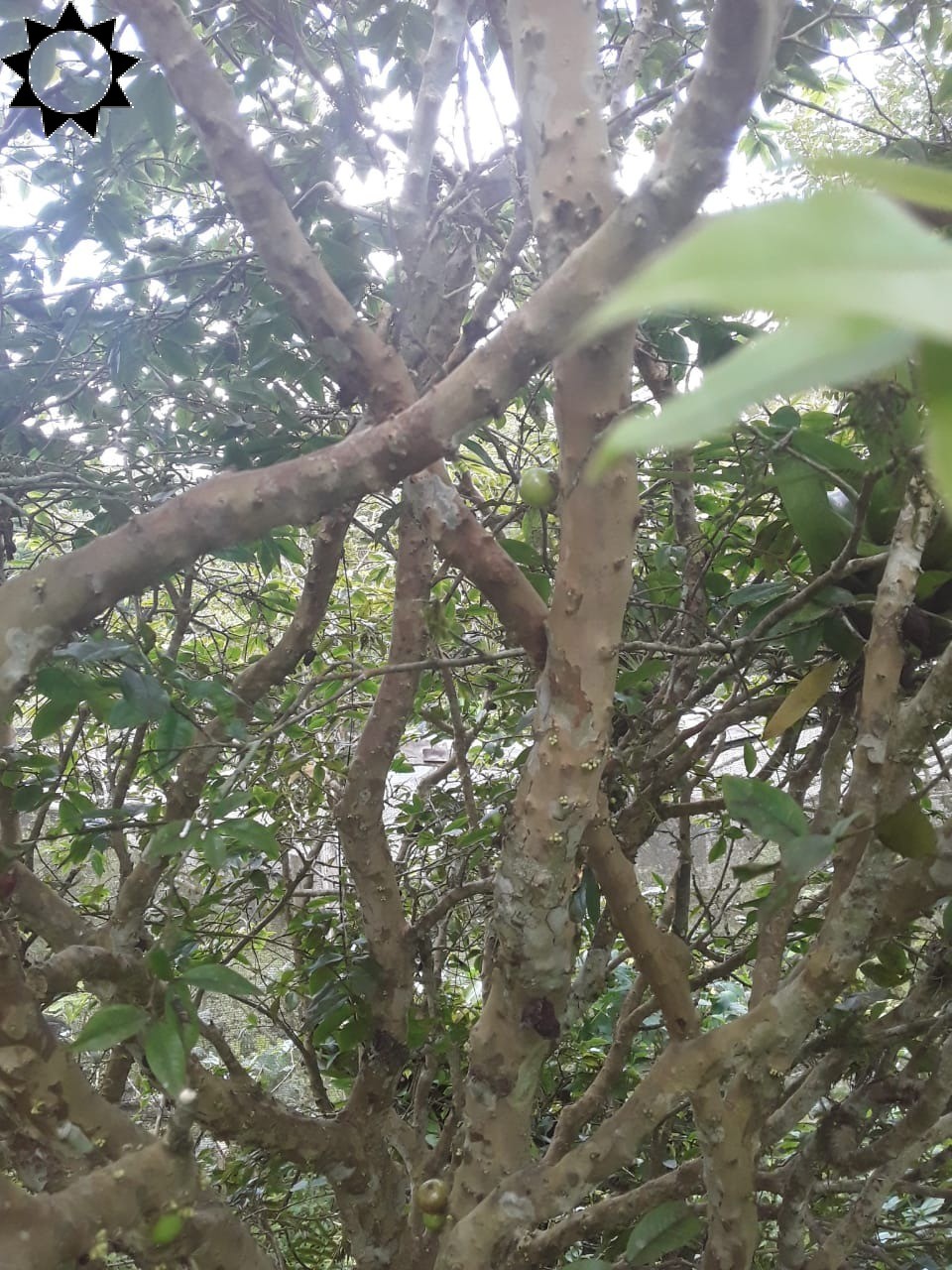 Fazenda, 2 hectares - Foto 17