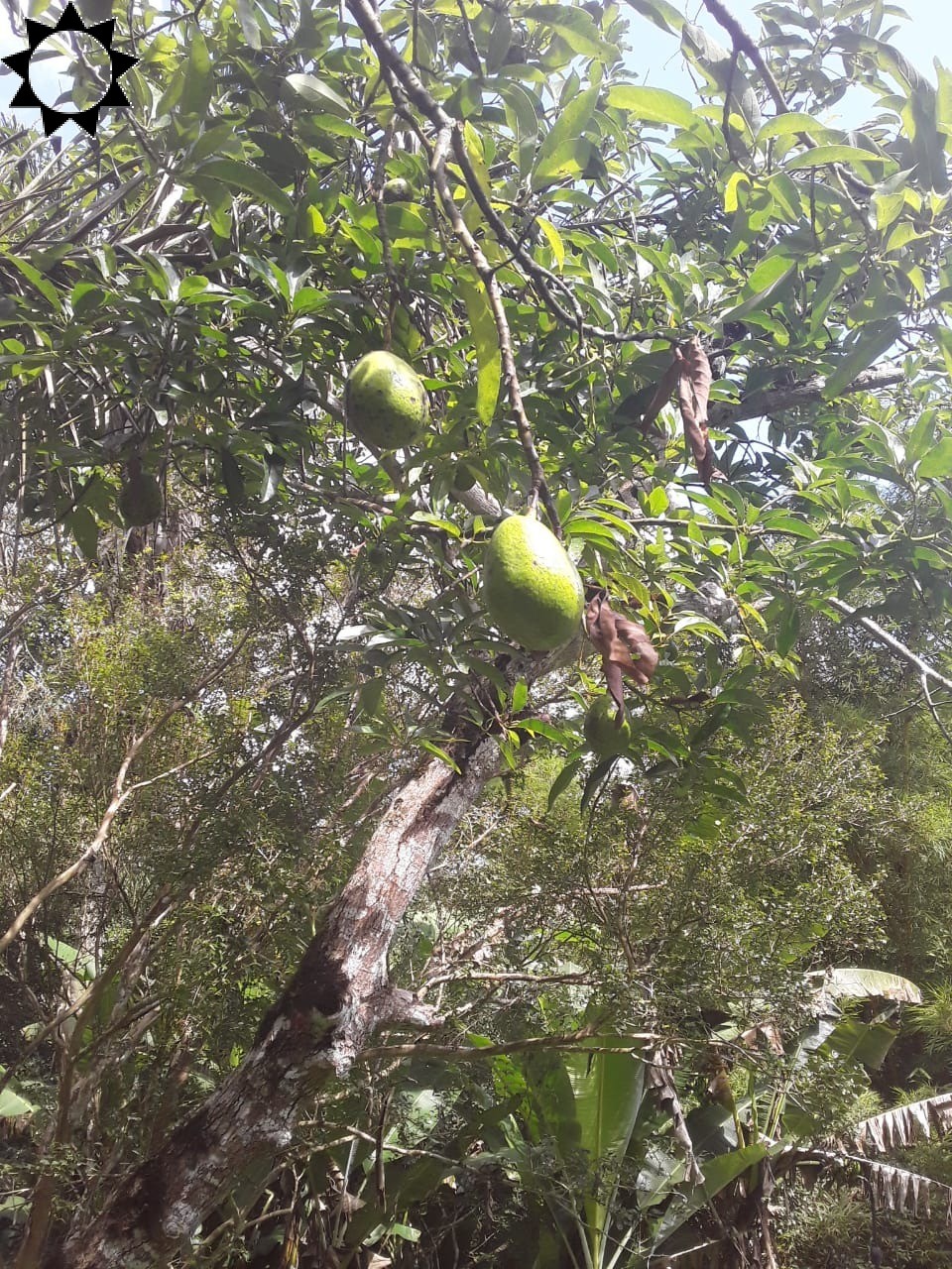 Fazenda, 2 hectares - Foto 15
