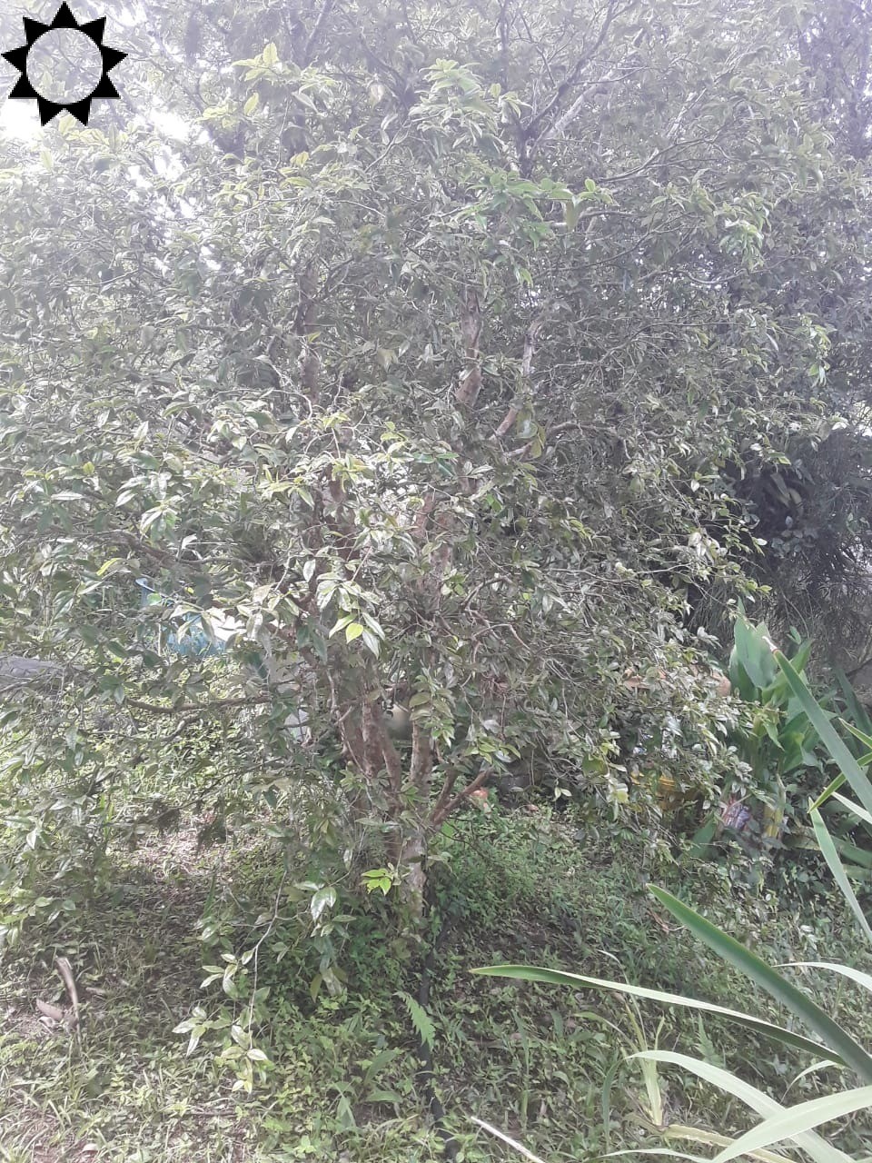 Fazenda, 2 hectares - Foto 18