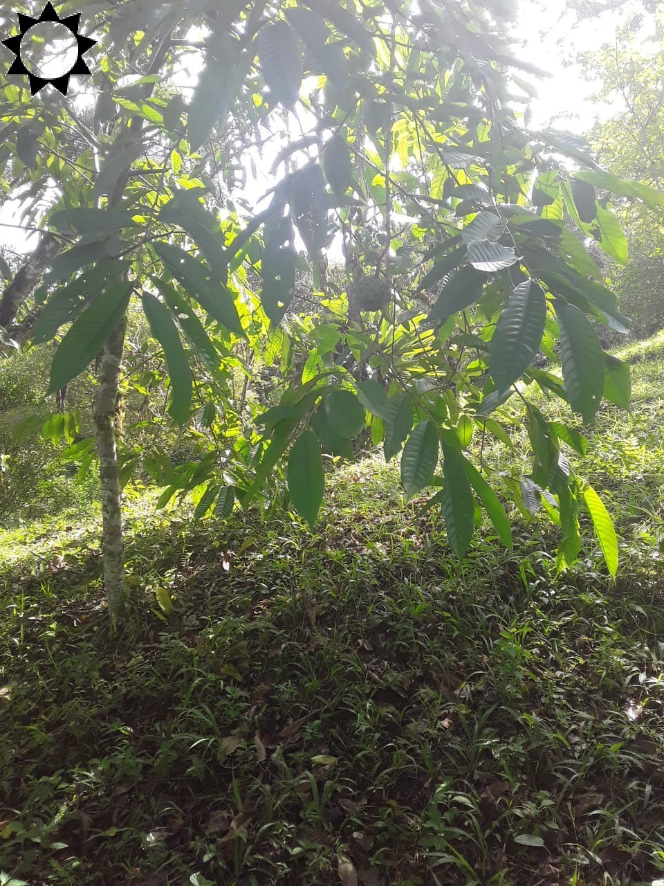 Fazenda, 2 hectares - Foto 11