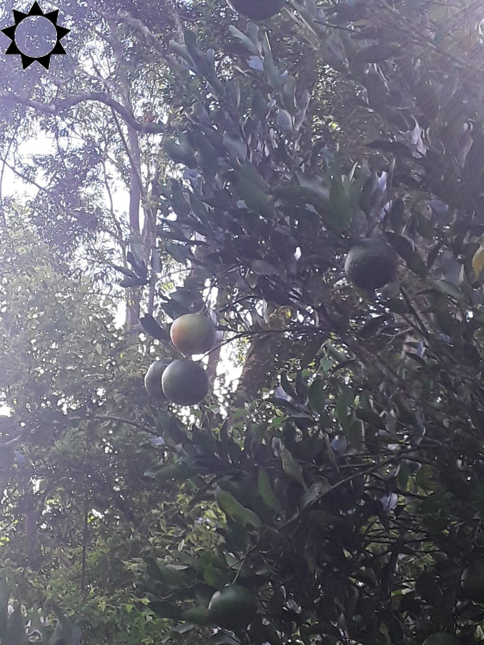 Fazenda, 2 hectares - Foto 8